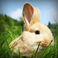 /album/riassitinbreezer/photolia-a03-jpg/